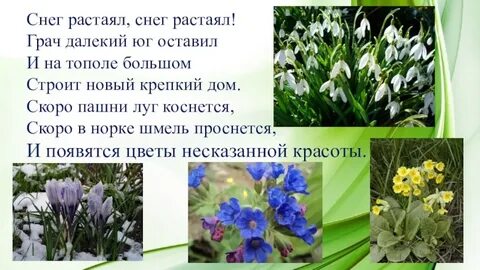 Кладовые у раннецветущих растений