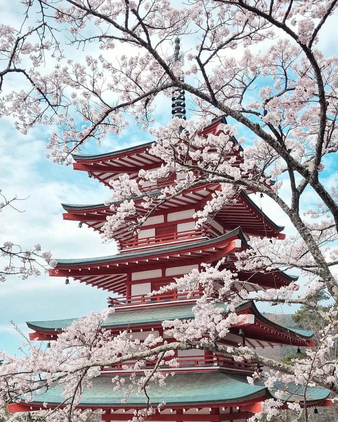 Стоки япония. Замок Хиросаки, Япония.. Япония Сакура храм. Япония замок самураев Сакура. Храм Фуджи Сакура.