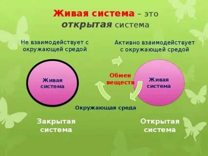 Жизнь открытая система