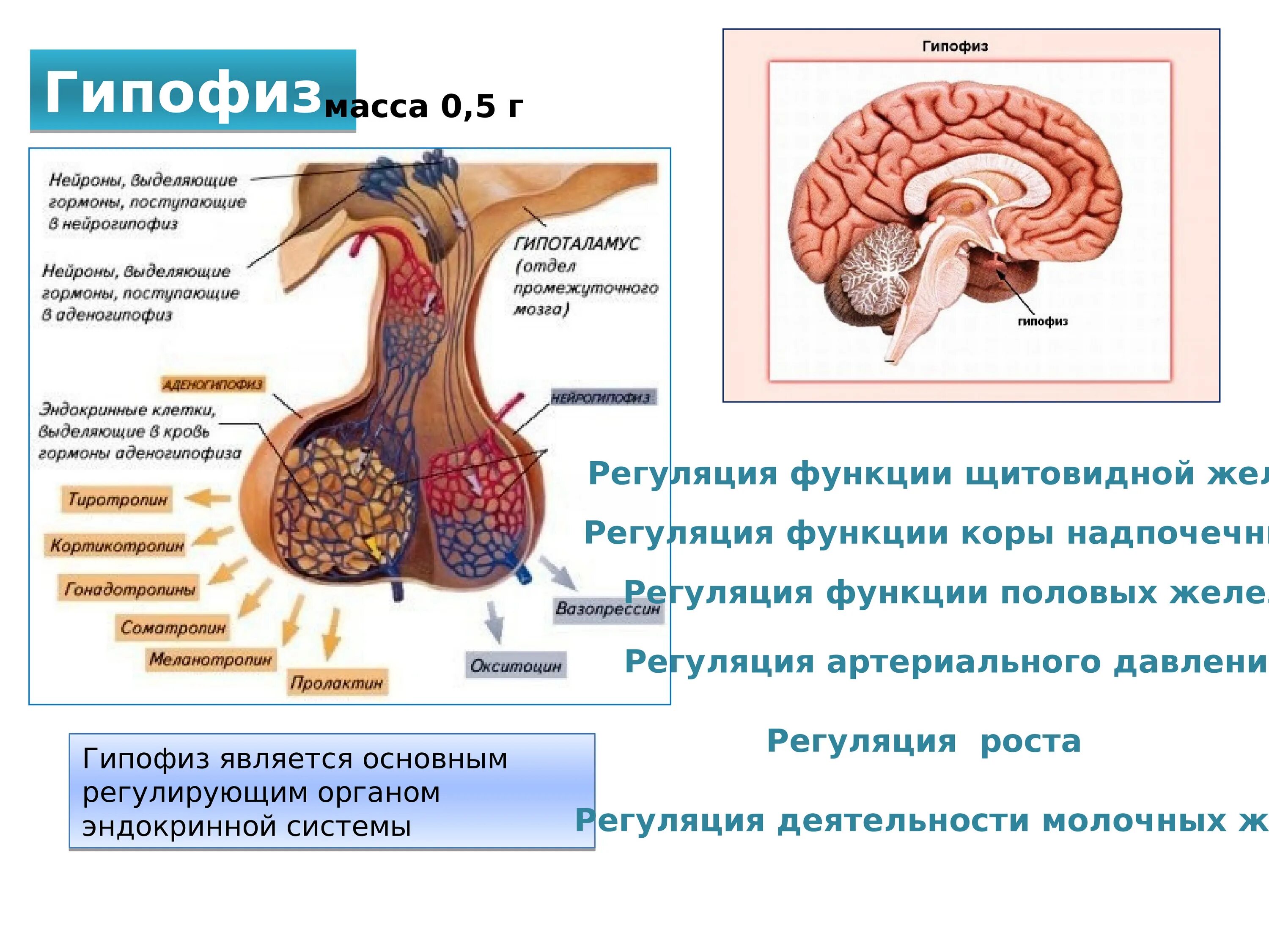 Эндокринная система человека. Эндокринная система человека анатомия. Строение эндокринной системы. Регуляция функции щитовидной железы. Гипофиз эндокринной