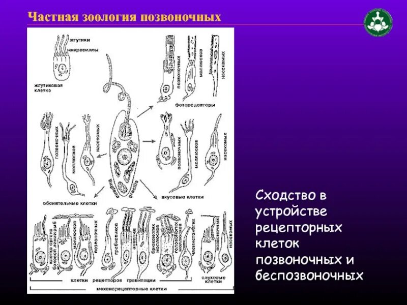 Строение клетки беспозвоночных животных. Зоология беспозвоночных Зоология позвоночных. Нервные клетки позвоночных и беспозвоночных. Виды клеток у беспозвоночных. Подвижная тела у беспозвоночных