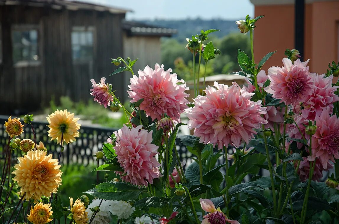 Георгины пионовидны низкорослые. Георгин Garden Jubilee.