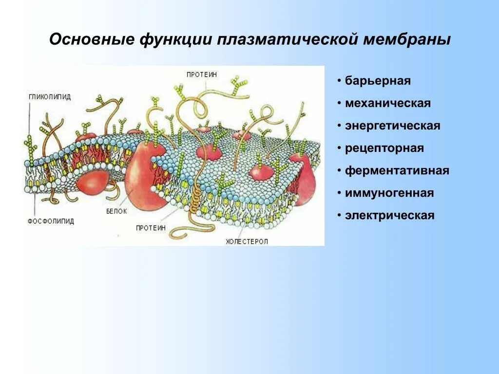 Функции плазматической мембраны схема. Функции плазматической мембраны таблица. Функции плазматической мембраны. Основные функции плазматической мембраны.