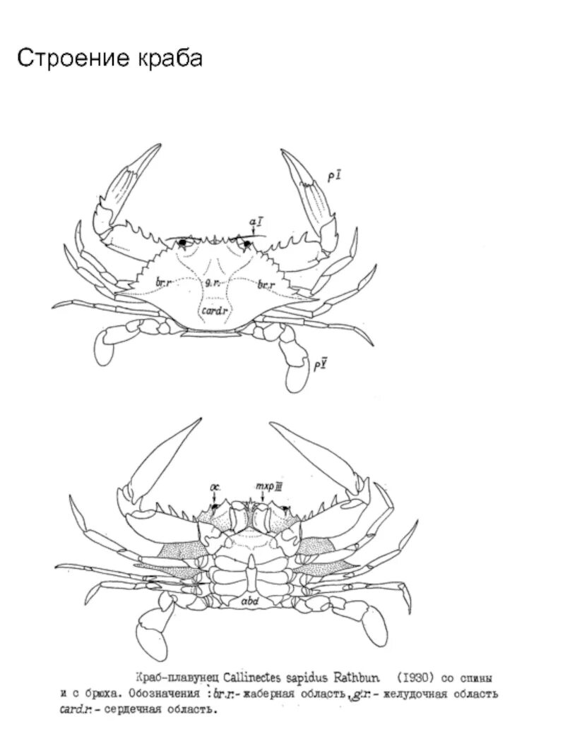 Краб чертеж. Конечности краба строение. Строение Камчатского краба схема. Внешнее строение краба. Краб обыкновенный строение.