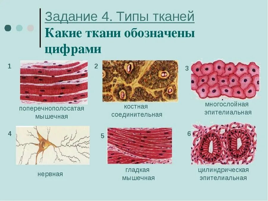 4 группы тканей животных. Основные типы тканей анатомия. Ткани эпителиальная соединительная мышечная нервная. Соединительная ткань человека рисунок анатомия. Анатомия ткань человека это виды тканей.