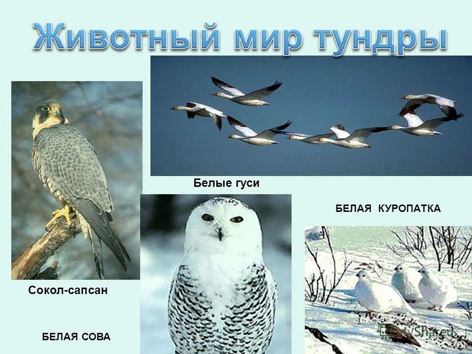 Птицы тундры в россии. Птицы тундры. Птицы живущие в тундре. Птицы которые обитают в тундре. Птицы тундры в россии.