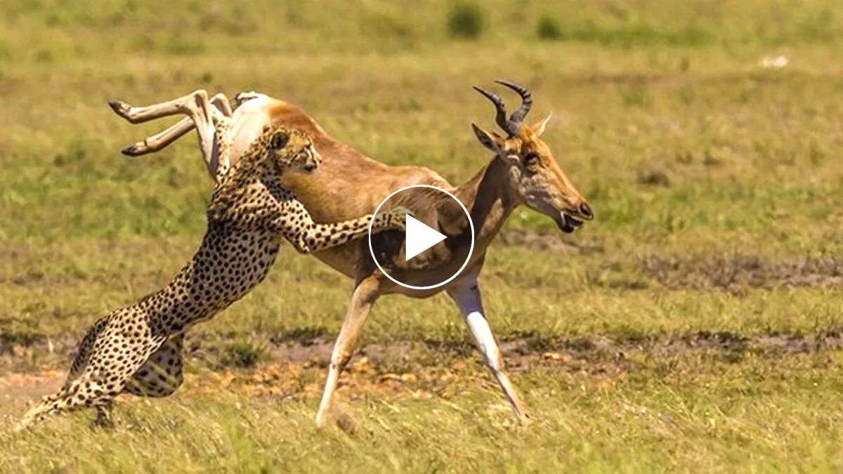 Гепард нападает на антилопу.