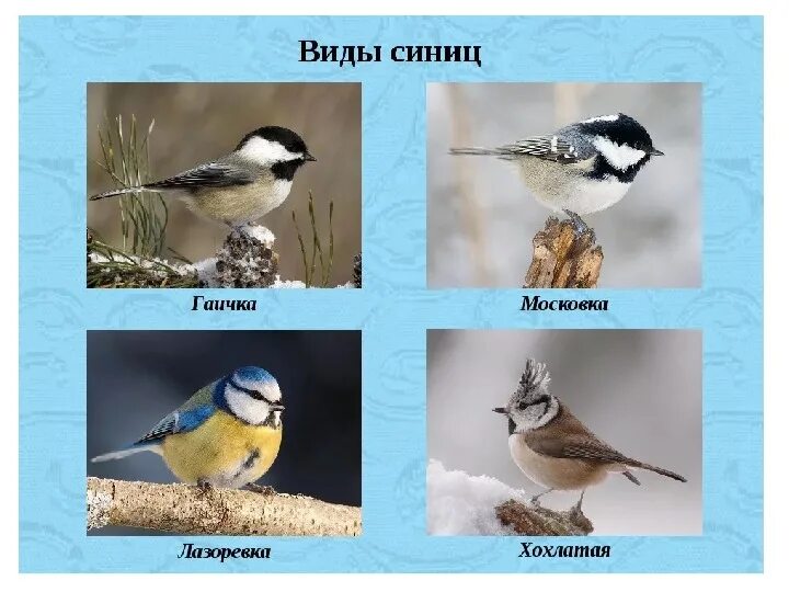 12 НОЯБРЯ В РОССИИ ОТМЕЧАЮТ СИНИЧКИН ДЕНЬ