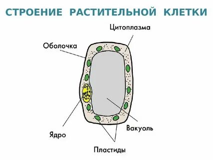 6 класс биология таблица строение растительной клетки