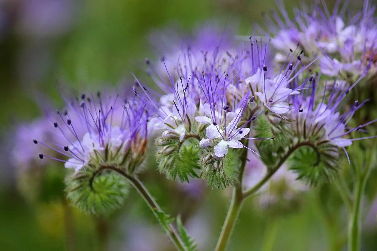 Фацелия рязанская. Фацелия сидерат. Фацелия пижмолистная. Фацелия как сидерат закапывать и как. Фацелия пижмолистная.