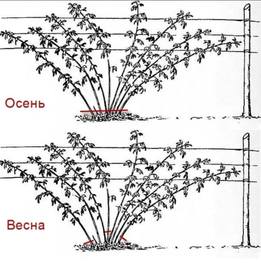 Посадка ремонтантной малины весной. Схема посадки ремонтантной малины весной. Обрезка ремонтантной малины. Обрезка ремонтантной малины весной схема.