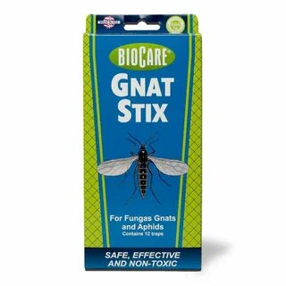 Gnat