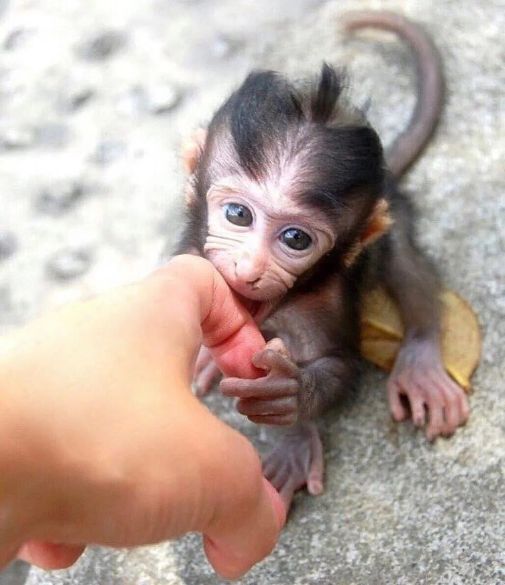 Включи обезьянки. Маленькая обезьянка. Домашние обезьянки. Самые маленькие обезьянки. Ручная обезьянка.
