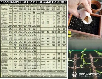 Когда можно сажать семена в марте 2024