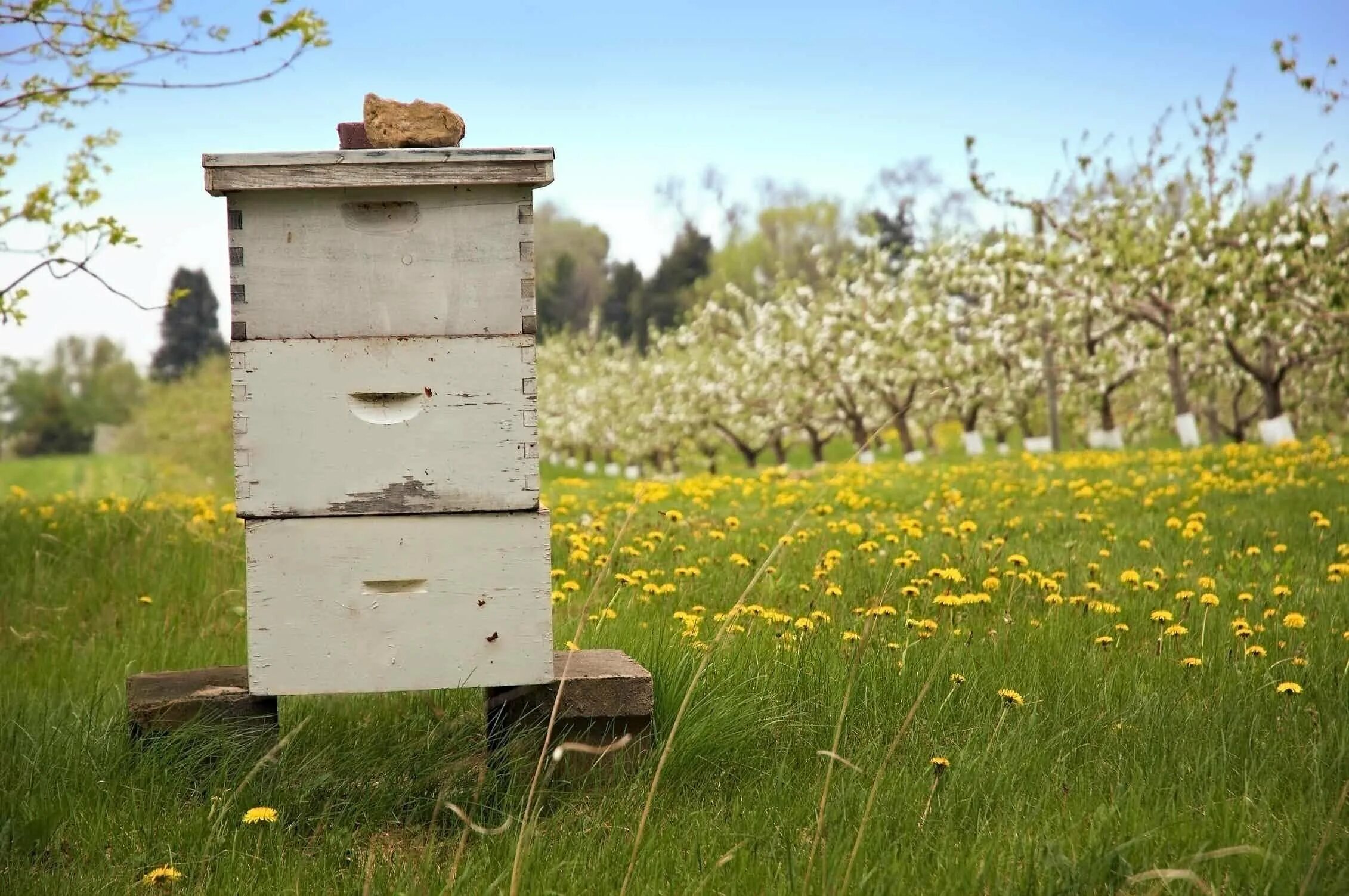 Температура улья пчел. Пчелы улей пасека. "Beehive" 105мм. Левитан пасека. Олсен улей.