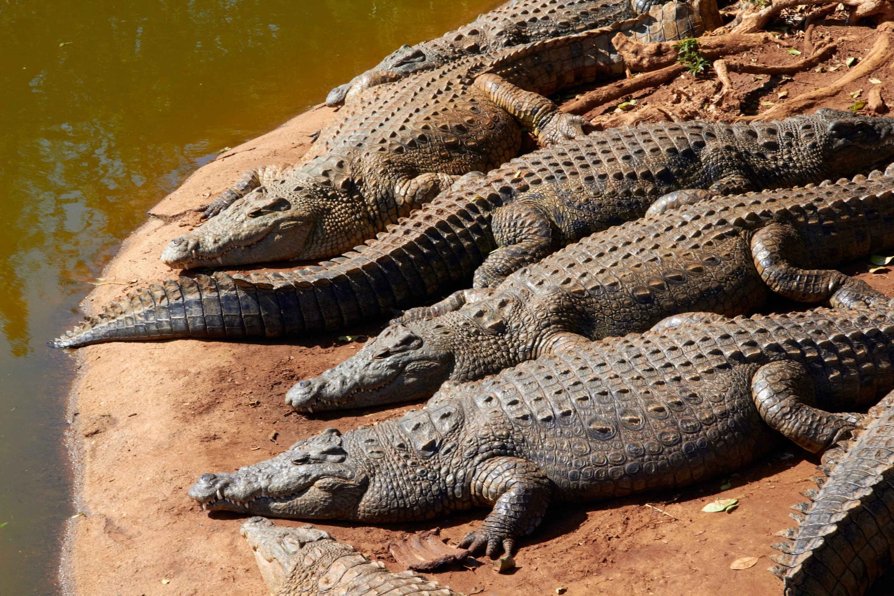 Крокодил живет в африке. Африканский Нильский крокодил. Нильский крокодил Crocodylus niloticus. Нильский крокодил среда обитания. Империя нильского крокодила.