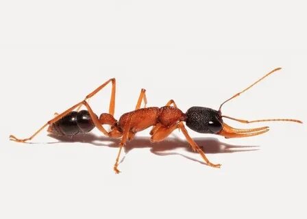 Ant legion муравьи