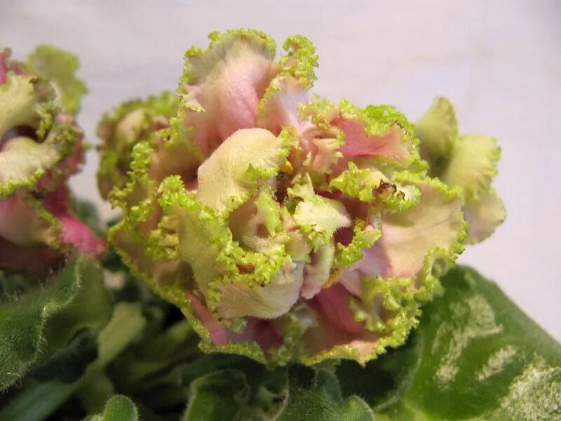 ле сестра королевы фиалка. ле сестра королевы фиалка. ле сестра королевы фиалка фото. ле сестра королевы. сенполия сорта сестра королевы.