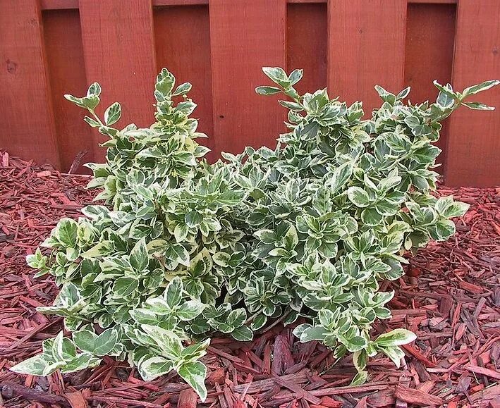 Бересклет форчуна эмеральд. Бересклет форчуна сильвер квин. Бересклет форчуна. Бересклет канадейл голд. Бересклет форчуна эмеральд.