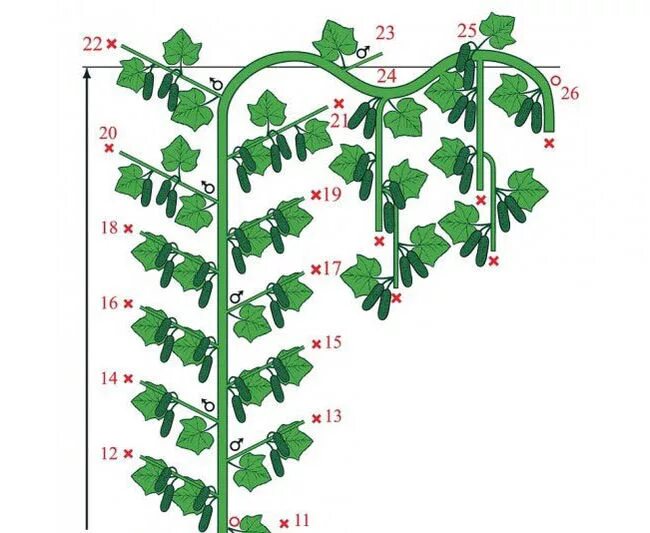 Как прищипывать огурцы в теплице. Формирование огурцов в теплице пошаговая схема. Формировка арбуза в теплице схема. Формировка огурца в теплице. Арбуз формирование куста в теплице схема.