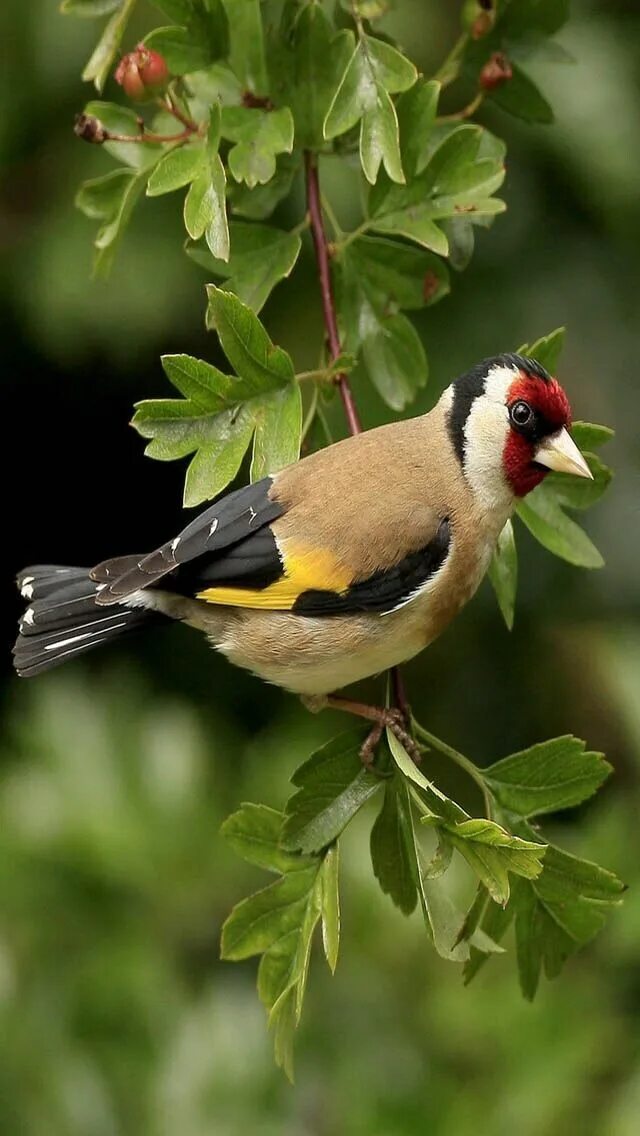 900+ Birds ideas in 2021 birds, pet birds, beautiful birds