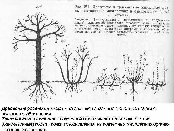 Какие механизмы есть у растений особенно древесных. Почки возобновления. древесные жизненные формы. жизненная форма растений почки возобновления. почки возобновления у растений это.