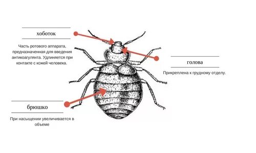 Имаго постельного клопа. Внешнее строение постельного клопа. Строение постельного клопа схема. Постельный клоп внутреннее строение. Внешний строение постельных клопов.