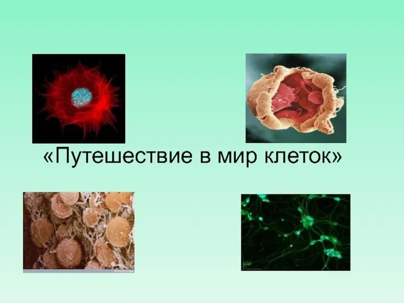 путешествие в мир клеток доклад 4 класс. строение клетки 4 класс. клетка живого организма. клетки 4 класс. клетка как единица живого.