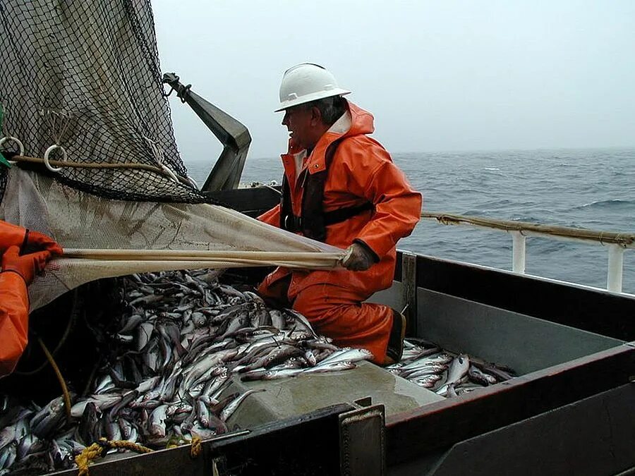 Где добыть рыбу. Минтай Охотского моря. Охотское море рыболовство. Охотское море промысел. Промысел Охотского моря рыбы Охотского моря.