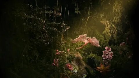 Faerie soiree