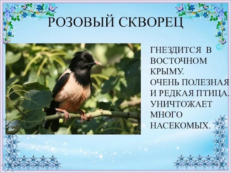 Розовый скворец. Птица розовый скворец. Розовый скворец красная книга. Розовый скворец в Крыму.