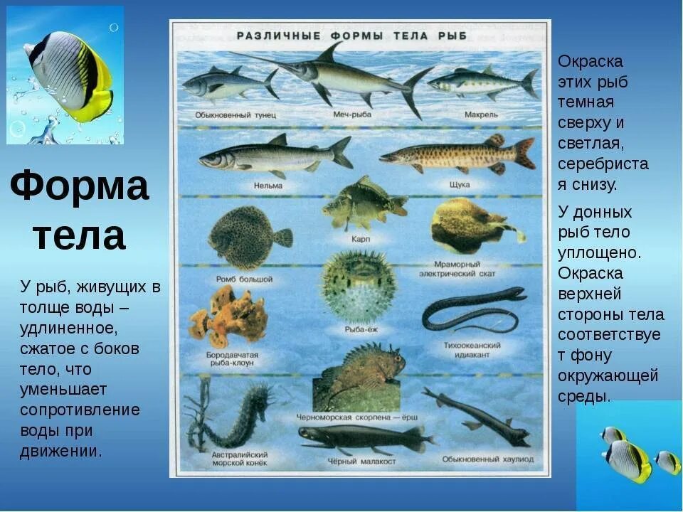 Форма тела рыб. Рыбы по форме тела. Рыбы живущие в толще воды. Рыбы обитающие в толще воды.