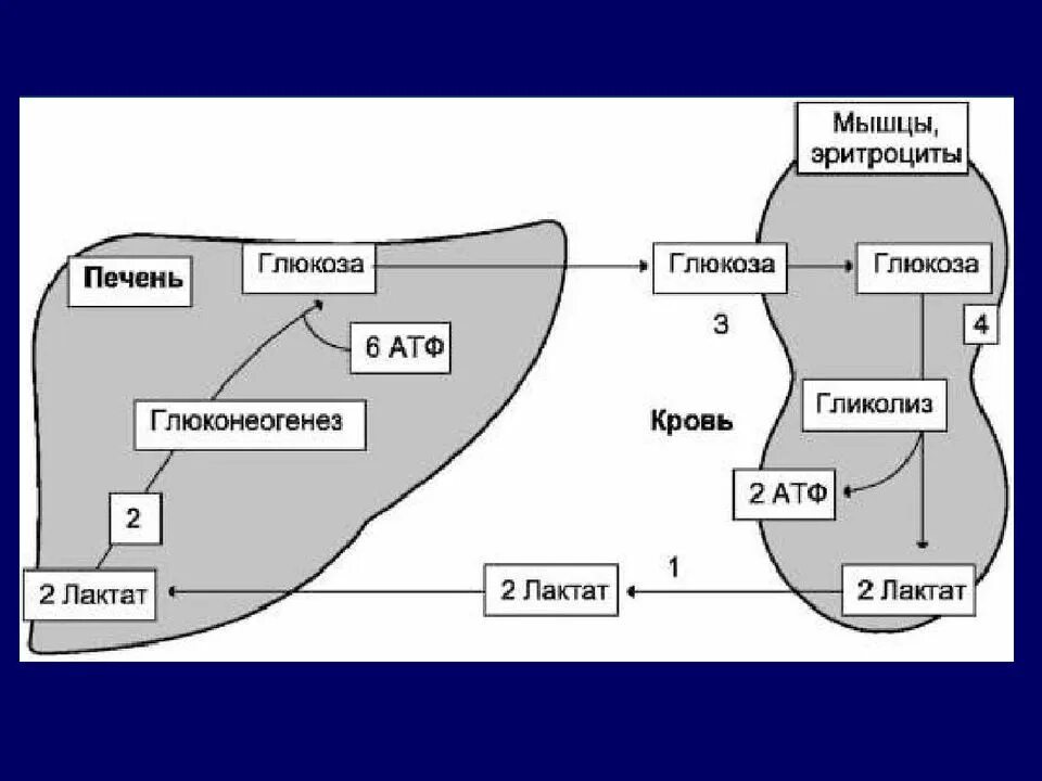 Образования глюкозы в печени. Глюконеогенез. Глюконеогенез схема. Гликолиз и глюконеогенез схема. Образование Глюкозы в печени.