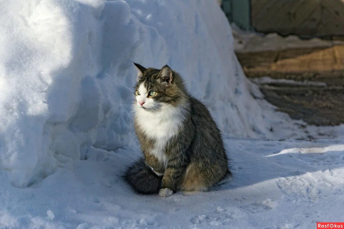 бродячий кот. уличные кошки зимой. кошка в снегу. уличные коты зимой. кошка на улице зимой.
