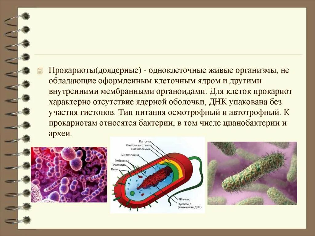 Человек прокариот