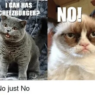 Kitty you can has cheezburger