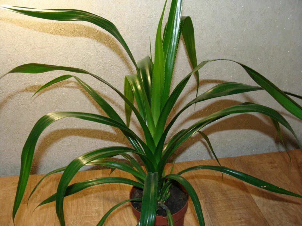 Комнатное растение панданус. Драцена пальма панданус. панданус винтовая пальма. панданус сандера винтовая пальма. драцена винтовая пальма.