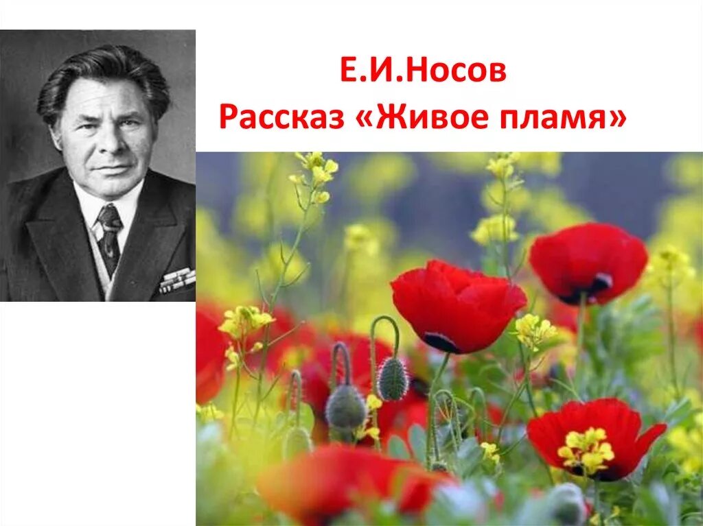 Е.Носова "живое пламя". Носов живое пламя клумба. Е Носов рассказ живое пламя. Живое пламя конспект урока