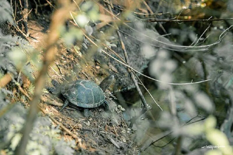 черепахи домашние, дорогие. царство черепах. царство черепах. царство черепах. грифовая черепаха маленькая.
