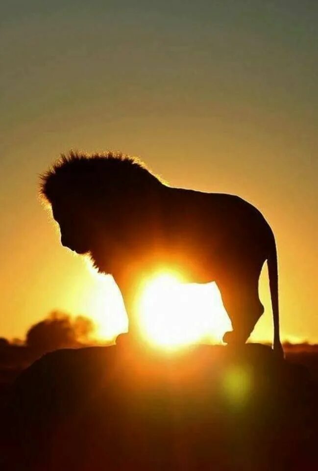Звери под солнцем. Лев на закате. Лев и солнце. Солнечный Лев. Одинокий Лев.