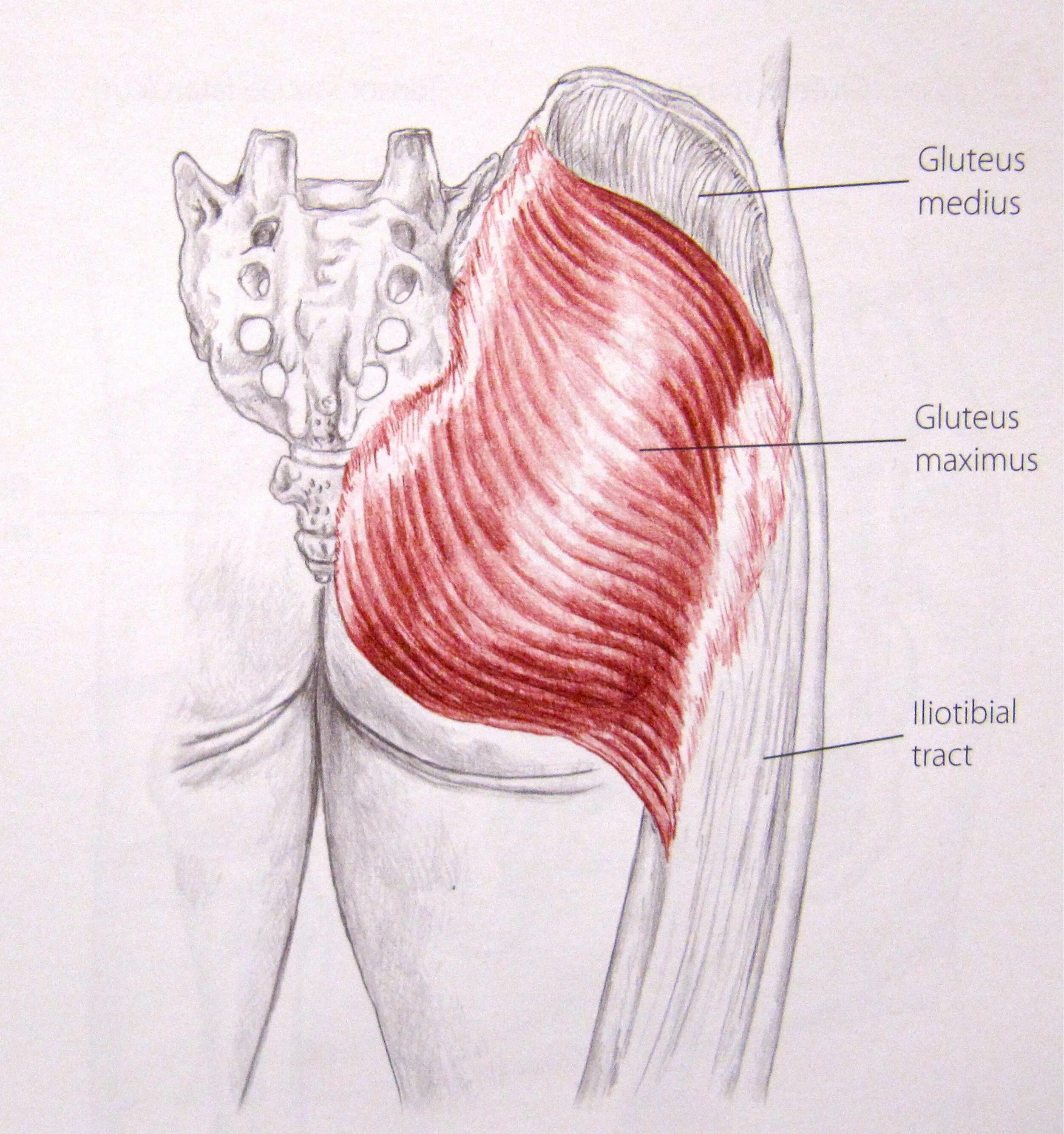 Большая и малая складка. Большая ягодичная мышца m. gluteus maximus. мускулюс глютеус. малая ягодичная мышца анатомия. gluteus medius muscle.
