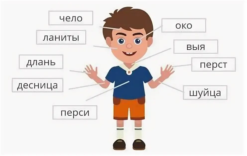 Чело значение. Старинные названия частей тела. архаизмы части тела человека. устаревшие части тела. устаревшие слова части тела.