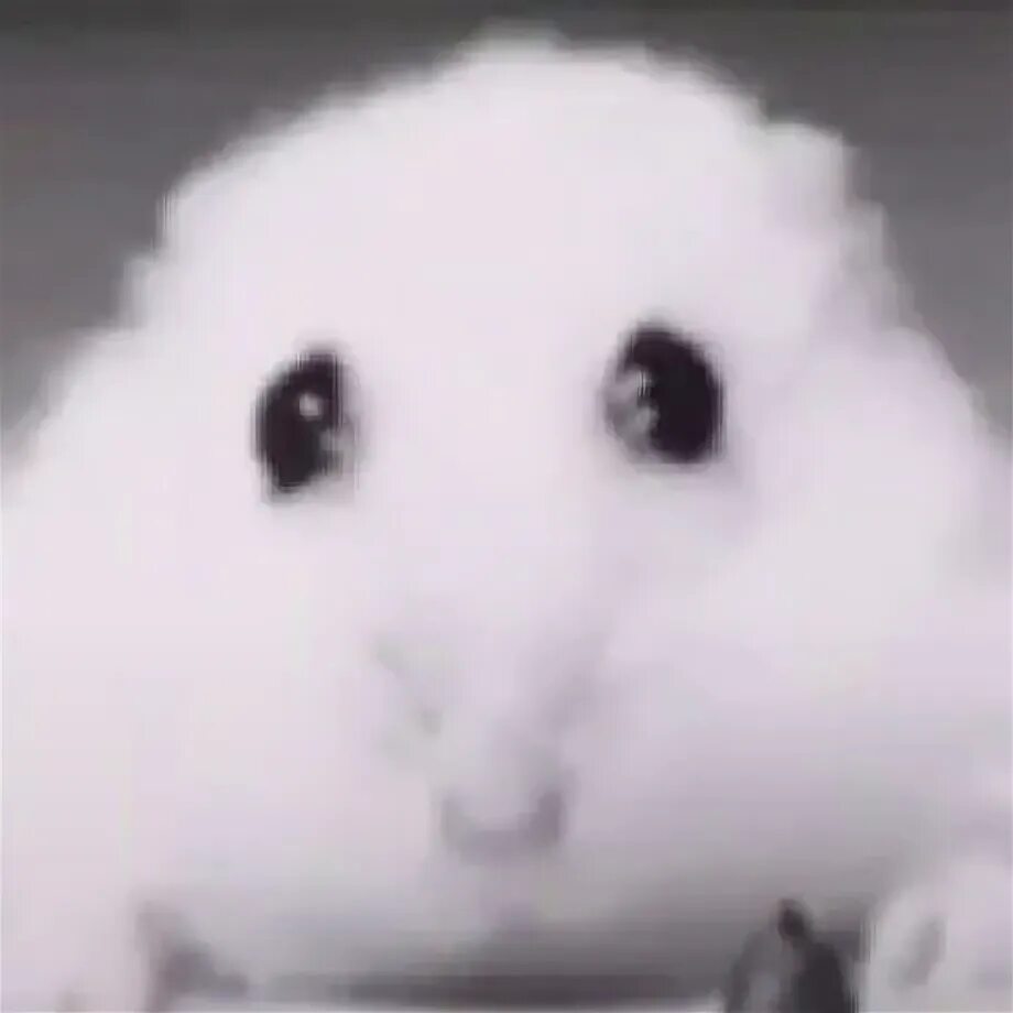 Hamster meme is calling sad Hamster - YouTube
