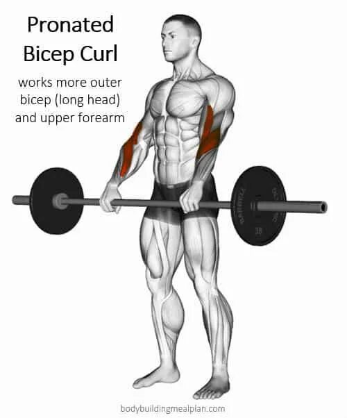 Curl authorization. Reverse grip barbell curls. reverse curl. bicep curls. подъем штанги на бицепс.