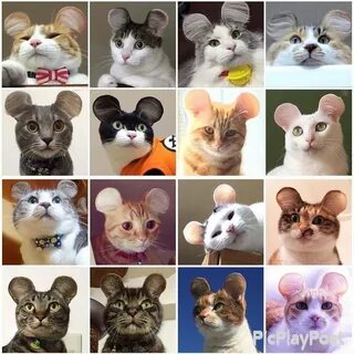 Как называется хобби кошки