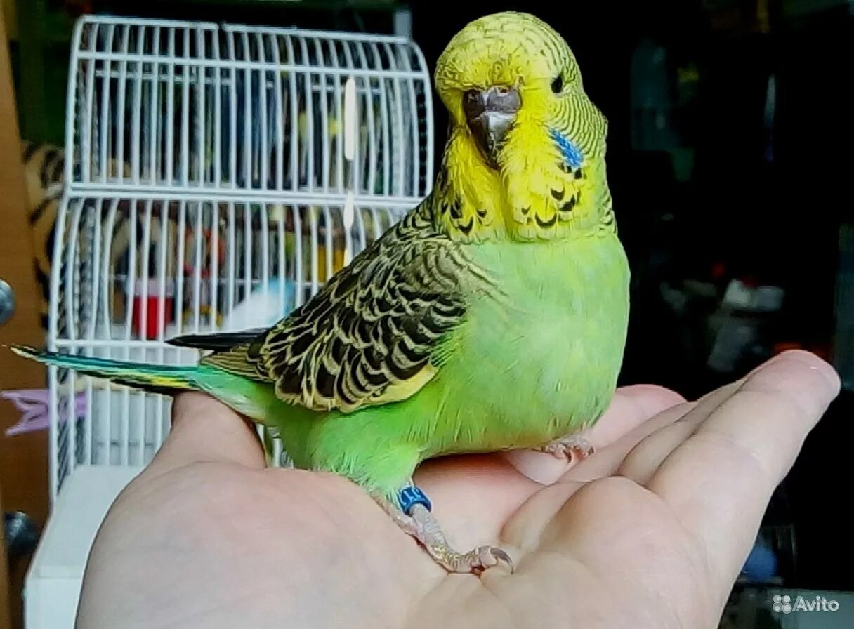 Волнистый попугай чех. Волнистый попугай чех арлекин. Волнистый попугай чех. Волнистые попугаи получехи. Волнистый чех и волнистый попугай.