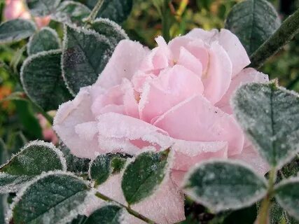 Cold rose