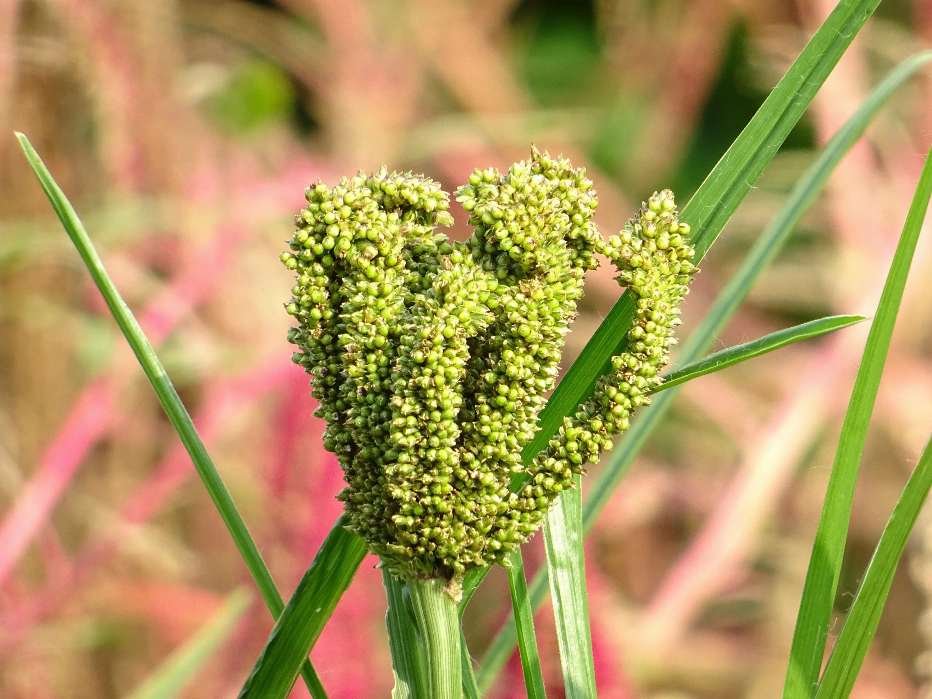 Большие имеют мелких. Дагусса крупа. Millet. Irish Millet цветок. Просо фото растения.