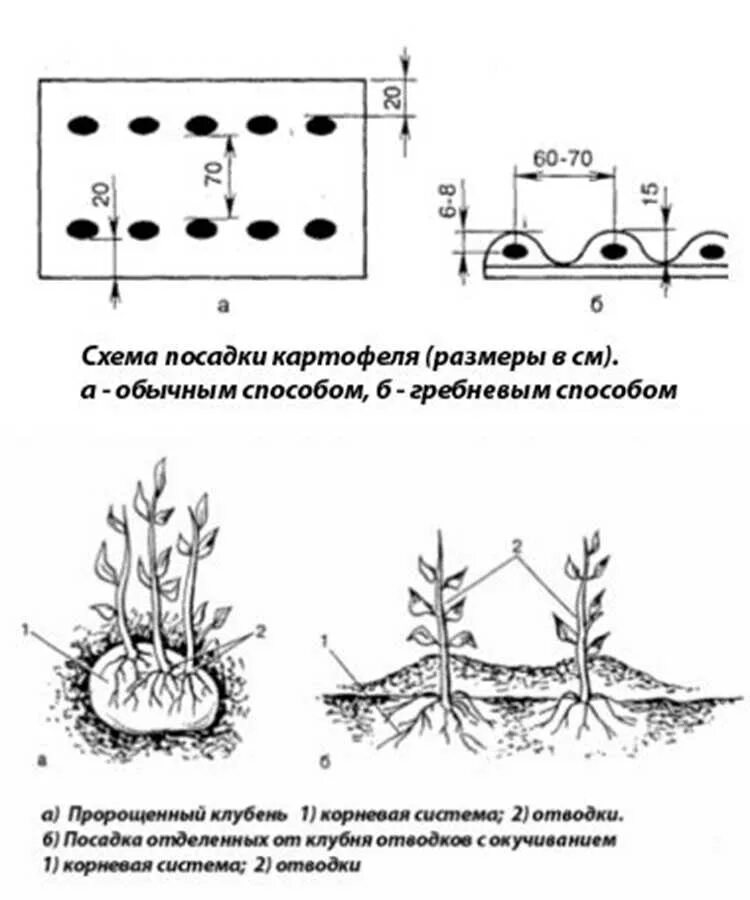 Через какое расстояние нужно сажать. Двухрядный способ посадки картофеля схема. Схема посадки картофеля глубина посадки. Голландская схема посадки картофеля. Картофель схема посадки в открытый грунт.