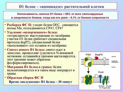 Мышечные клетки не могут синтезировать белки самостоятельно